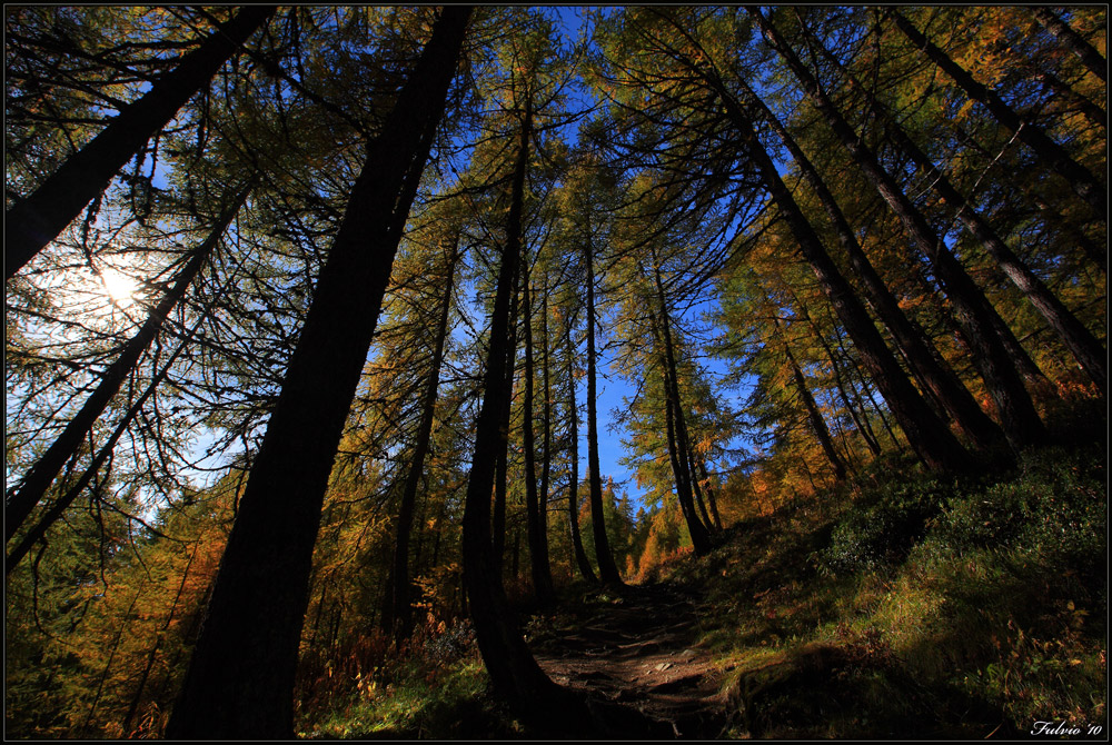 sottobosco d'autunno (2)