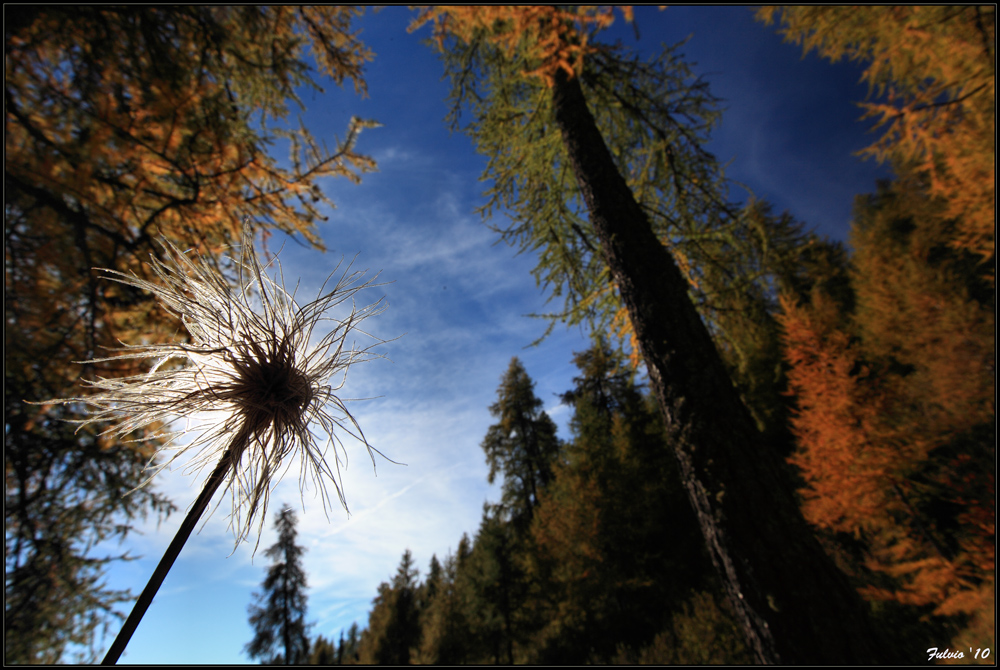 sottobosco d'autunno