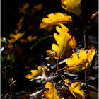 Sottobosco d'autunno