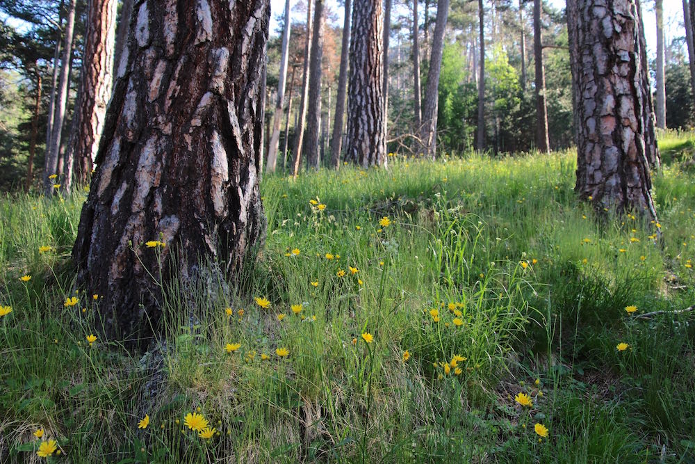 Sottobosco