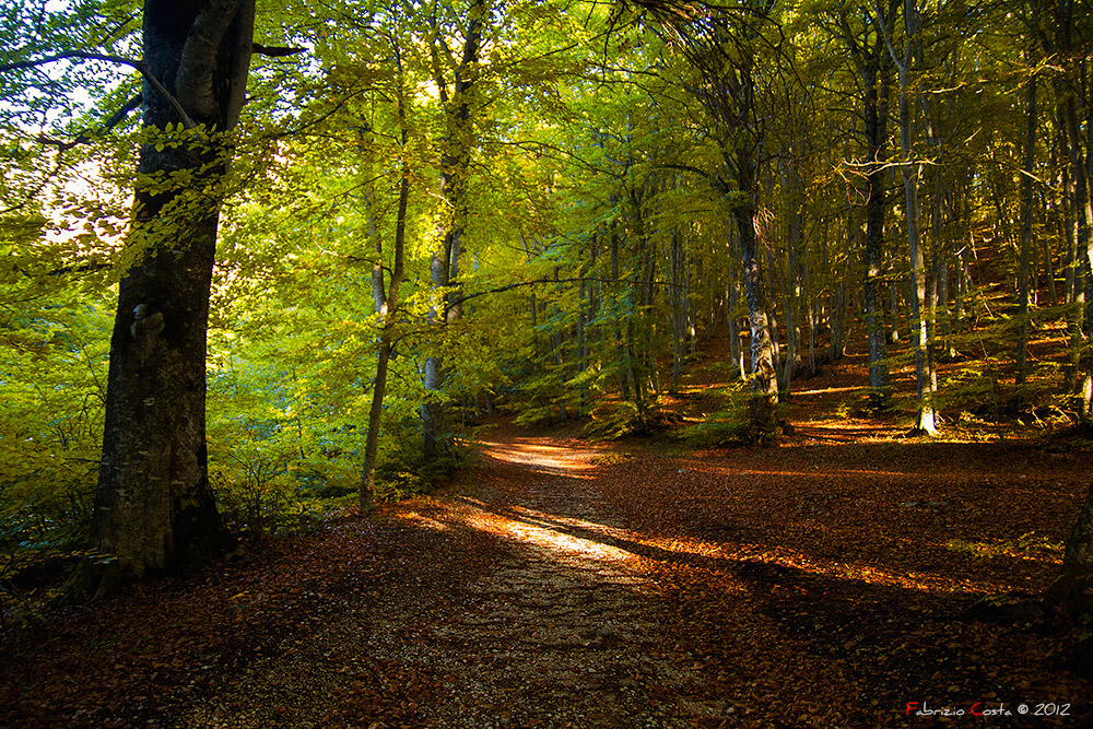 Sottobosco