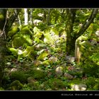 Sottobosco fiorito