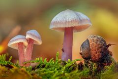 Sottobosco: Mycena pura