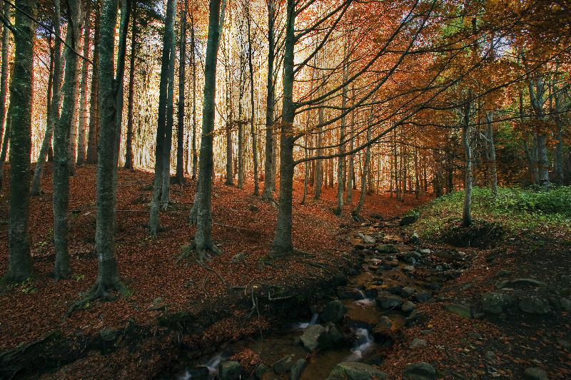 sottobosco saturo