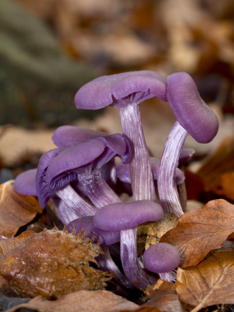 Sottobosco viola