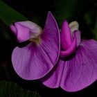 Sottobosco(orchidea selvatica spontanea)
