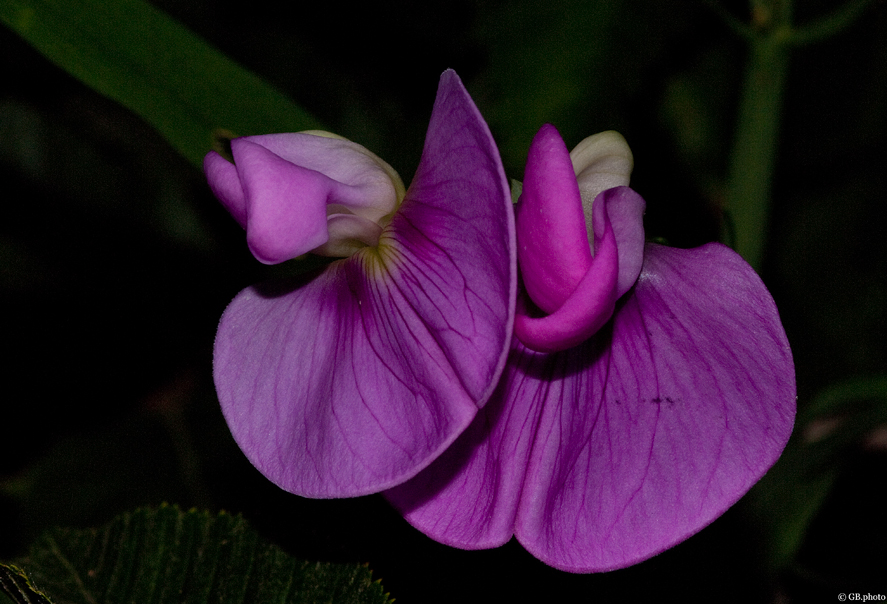 Sottobosco(orchidea selvatica spontanea)