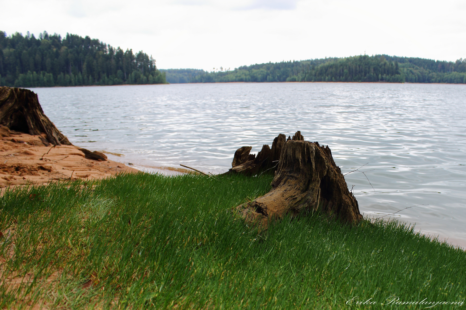 Souche au lac de Pierre Percée