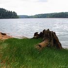 Souche au lac de Pierre Percée