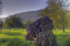 Souche d'arbre