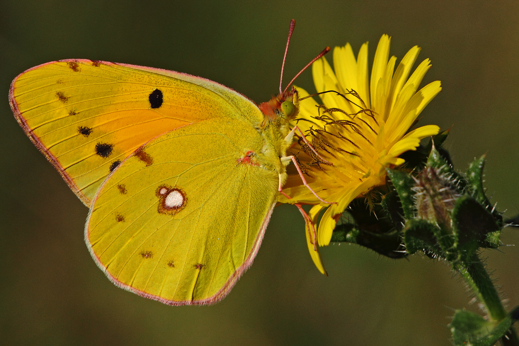 Souci (Colias crocea)