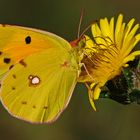 Souci (Colias crocea)