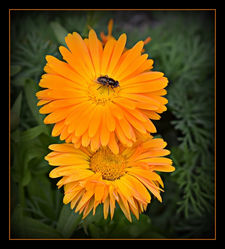 soucis photo et image | fleurs, fleurs , nature Images fotocommunity
