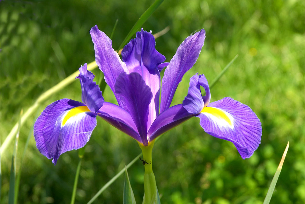 Soudain, une araignée vous offre une fleur!!!