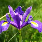 Soudain, une araignée vous offre une fleur!!!