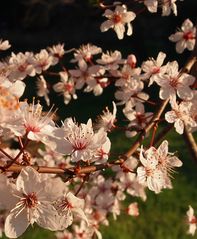 souffle de printemps