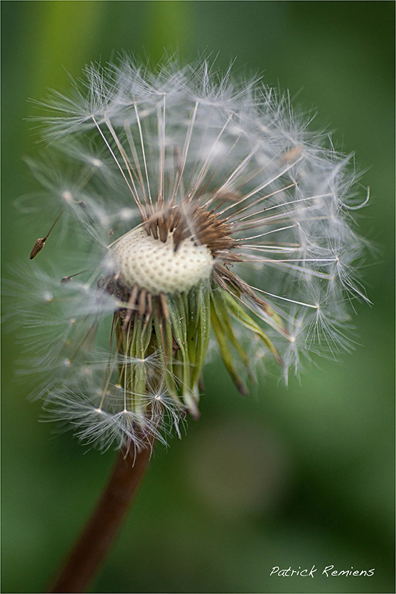 souffler sur l’ aigrette du pissenlit 2