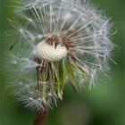 souffler sur l’ aigrette du pissenlit 2