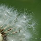 souffler sur l’ aigrette du pissenlit (3)