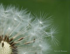 souffler sur l’ aigrette du pissenlit (3)