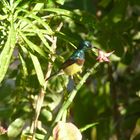 Souimanga Sunbird