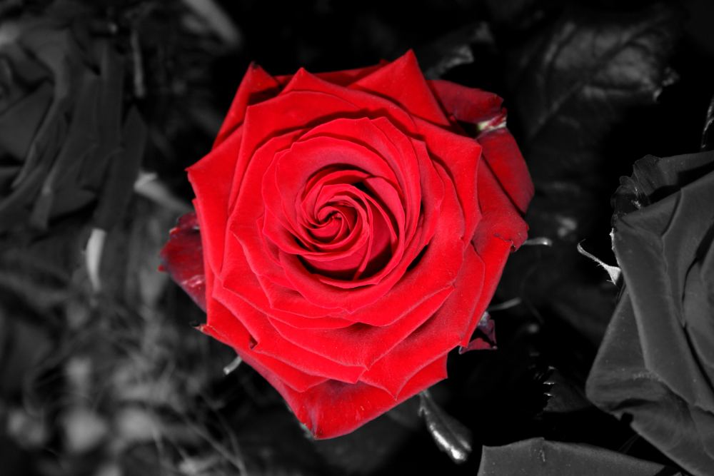 Soul of a rose