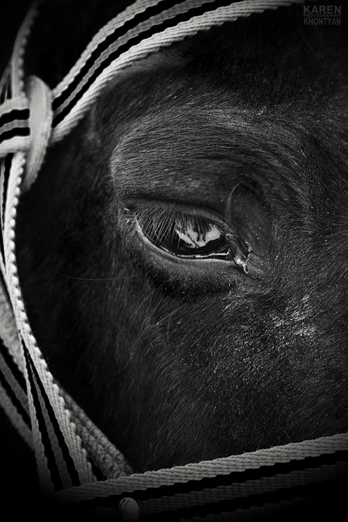 Soul of animals is seen by their eyes.