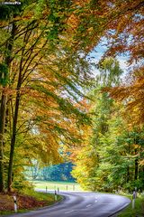 Soul Surfing on Autumn Roads