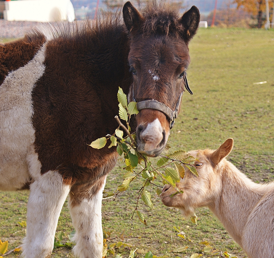 Soul und Stella