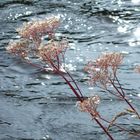 sounds, smells and colours of Scotland