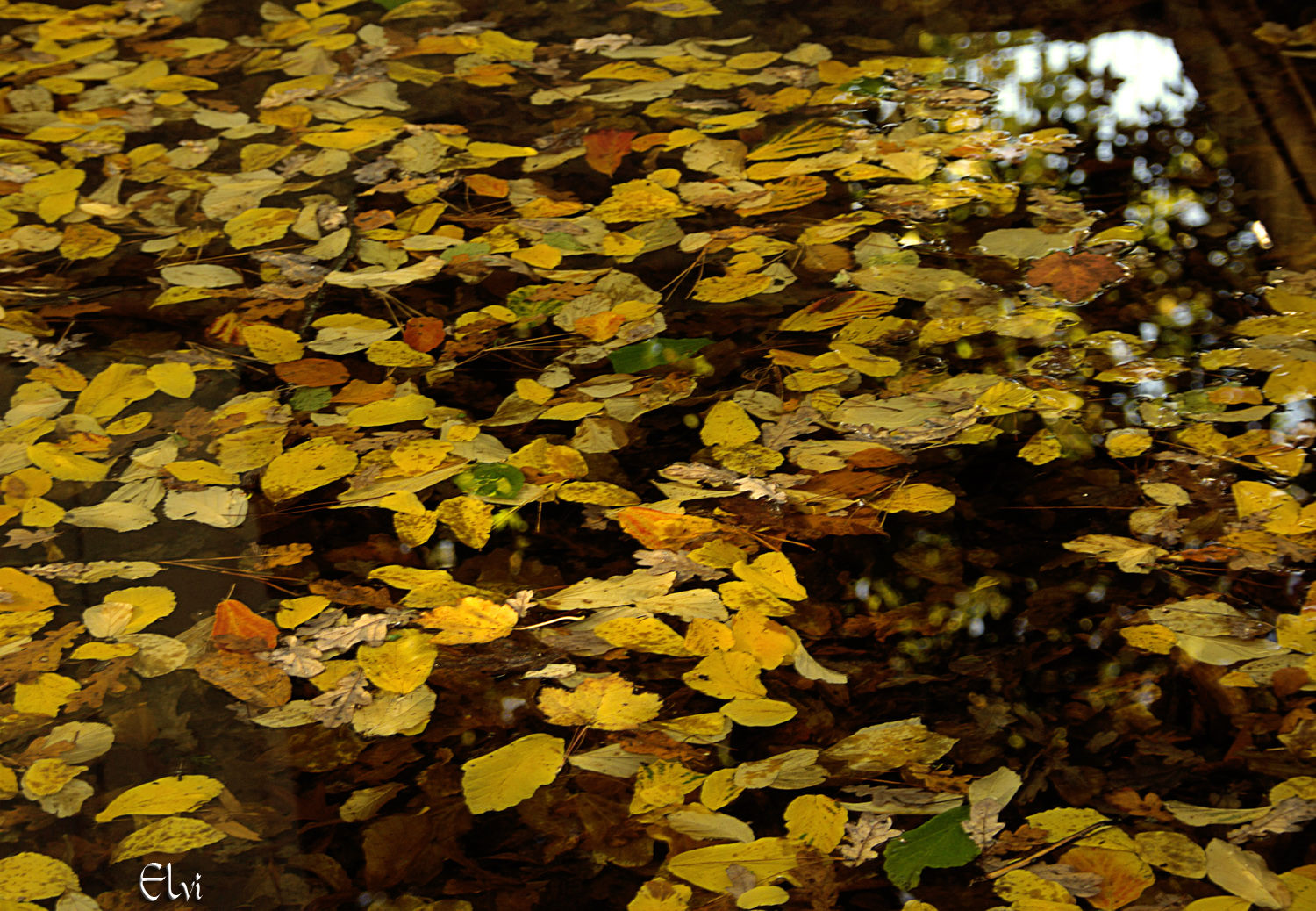 soupe de feuilles