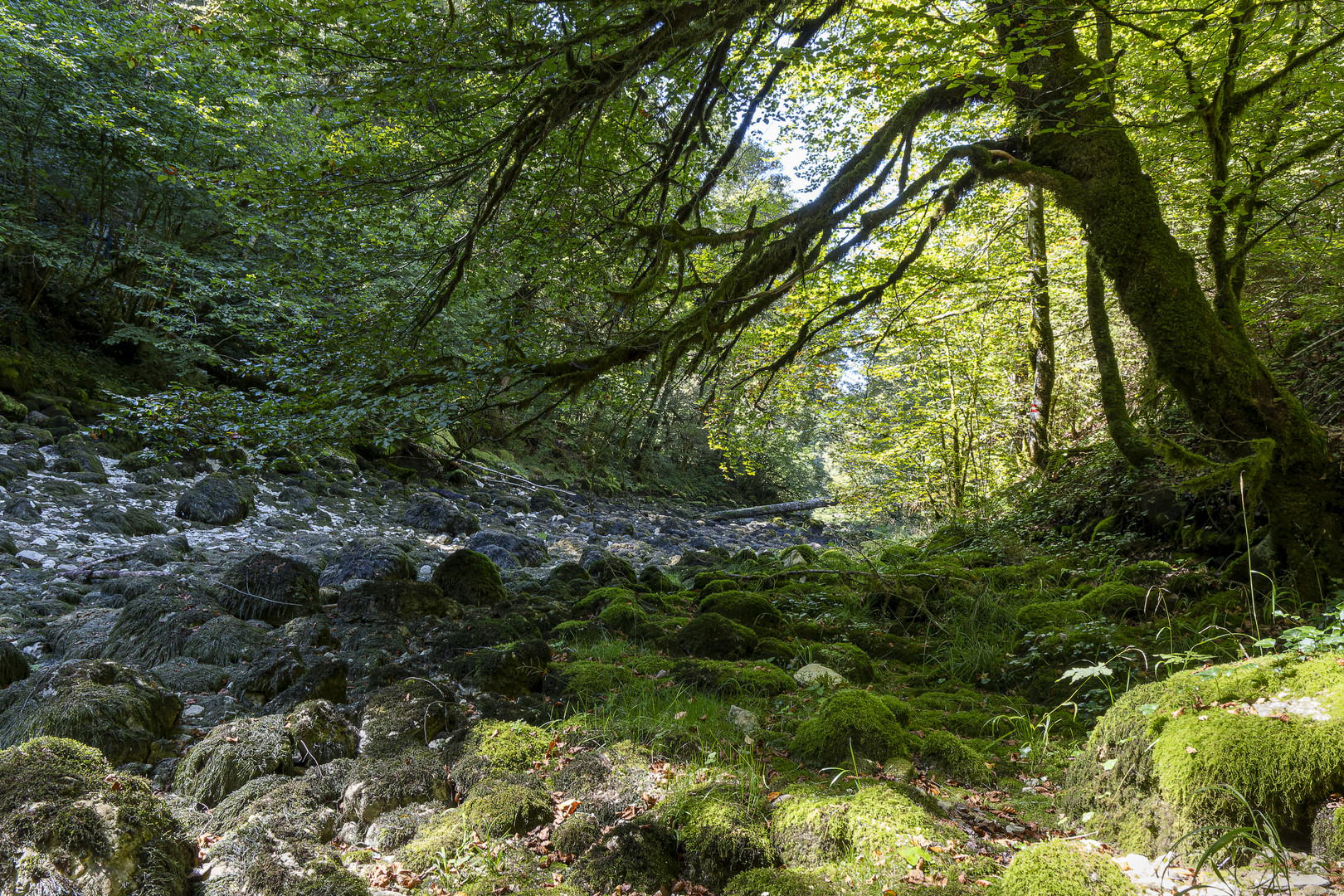 Source de l'Ain im Haut-Jura 3