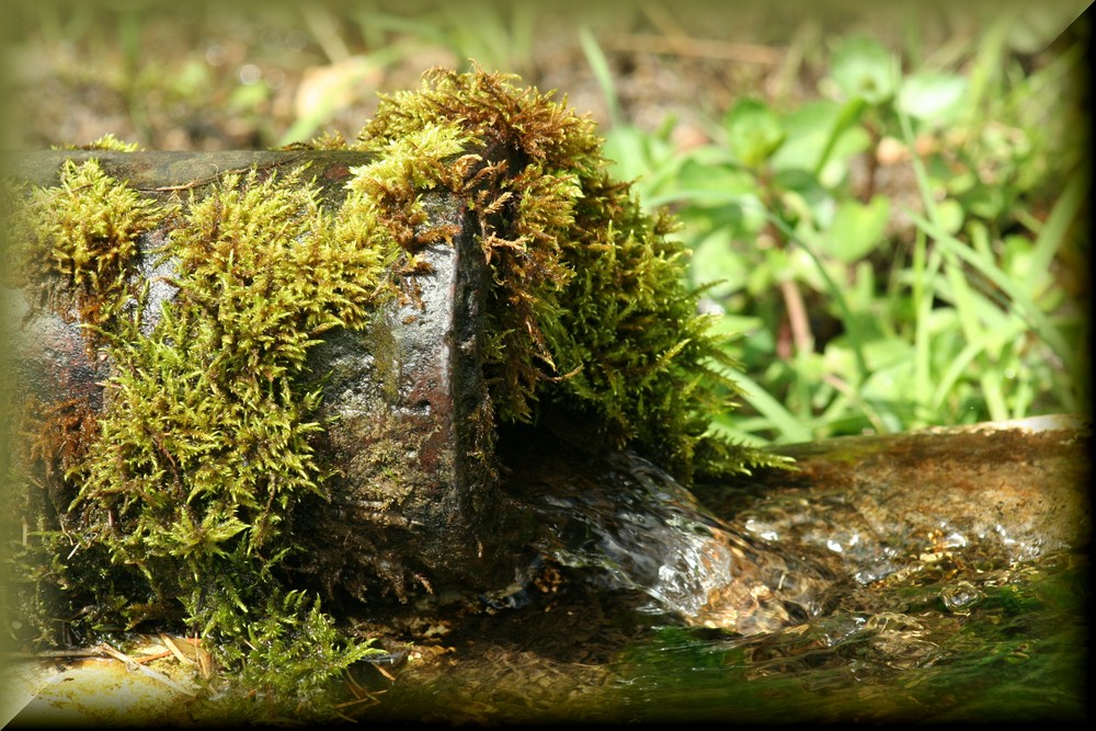 SOURCE D'EAU DANS UN  PATURAGE DE SUISSE.