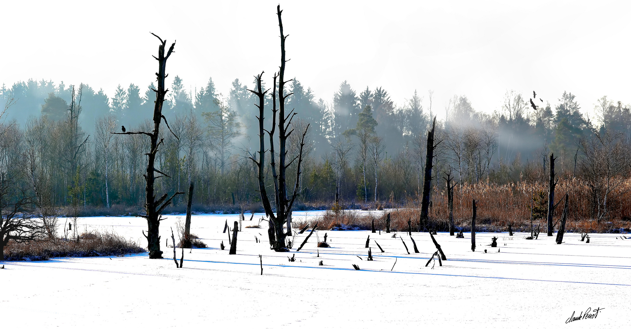 Source du Neckar en hiver