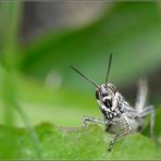 ....Souriez vous êtes photographié....