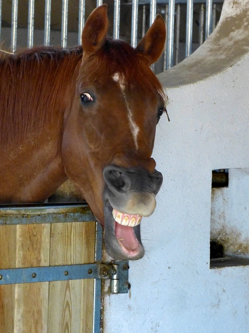 Sourire