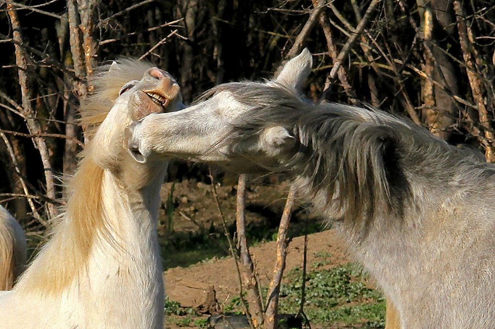 Sourire Camarguais