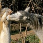 Sourire Camarguais