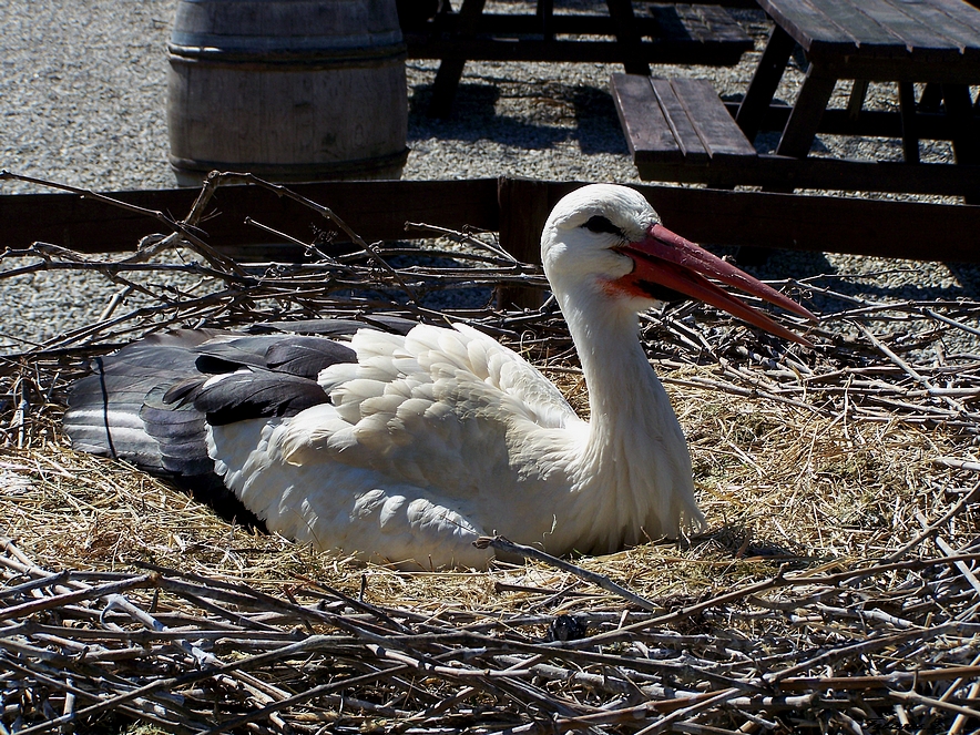 sourire d'Alsace