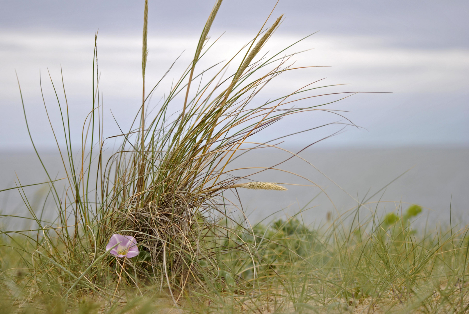 Sourire dans la dune