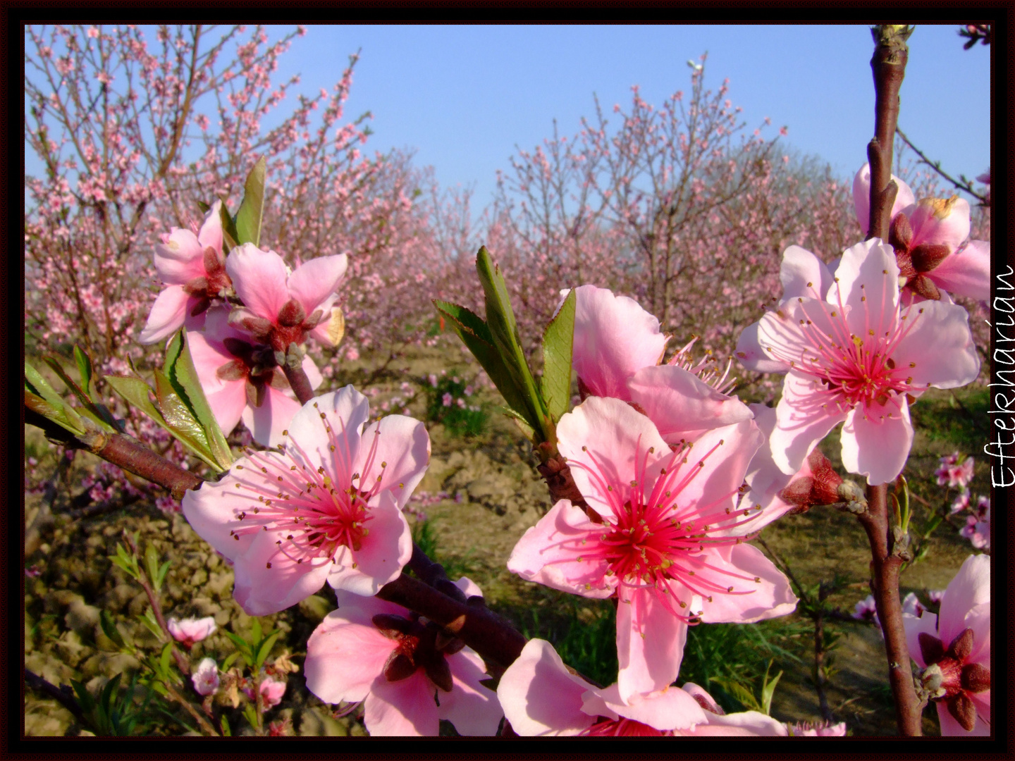 sourire de printemps