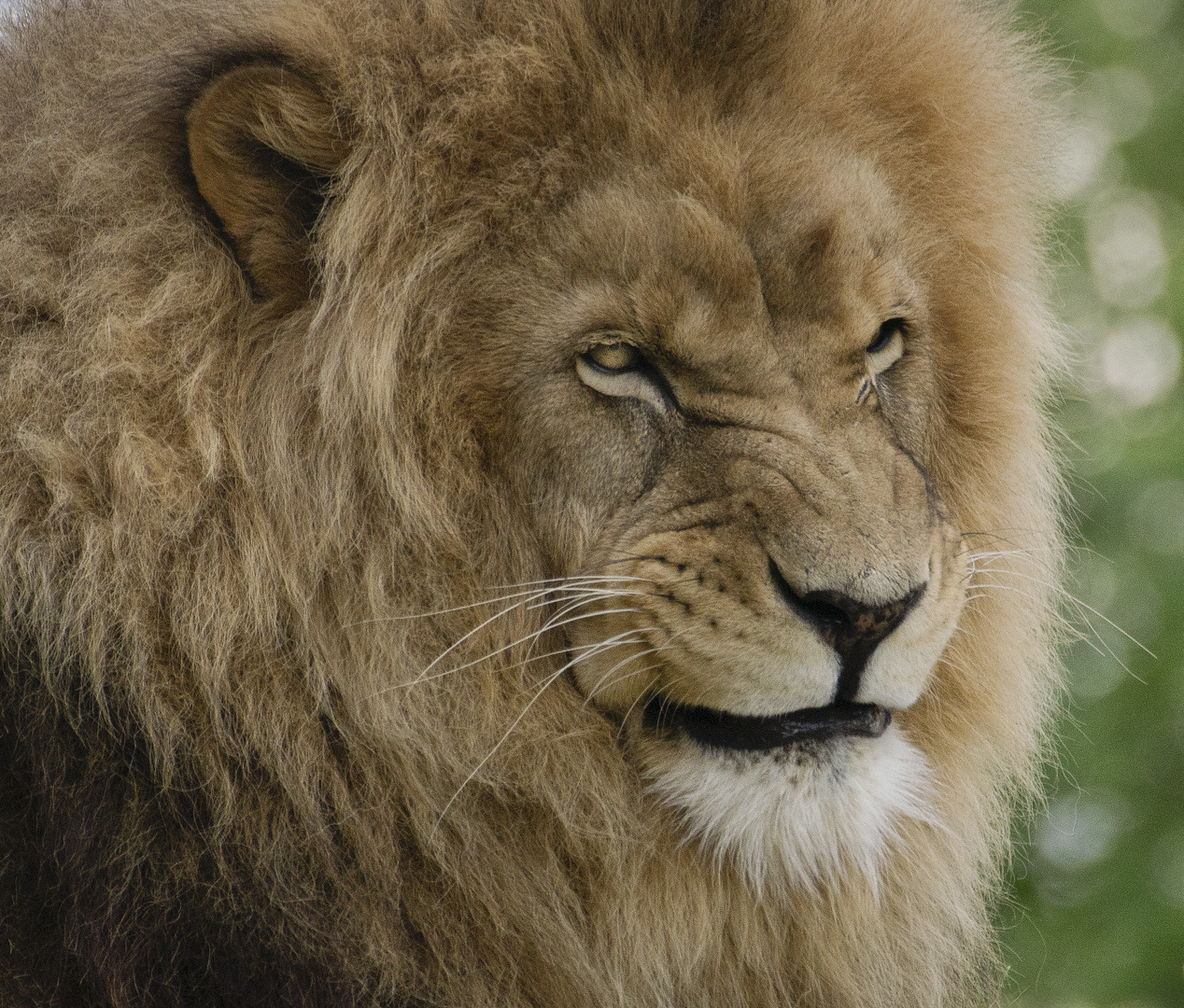 Sourire...ou grimace ? (Panthera leo, lion d'Afrique)