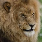 Sourire...ou grimace ? (Panthera leo, lion d'Afrique)