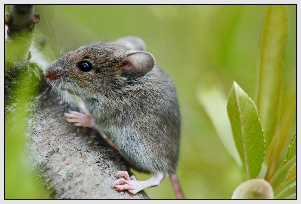 SOURIS ARBORICOLE