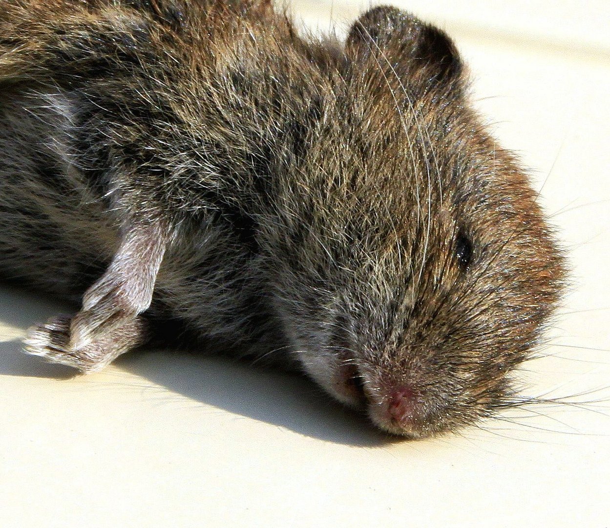 Souris en macro