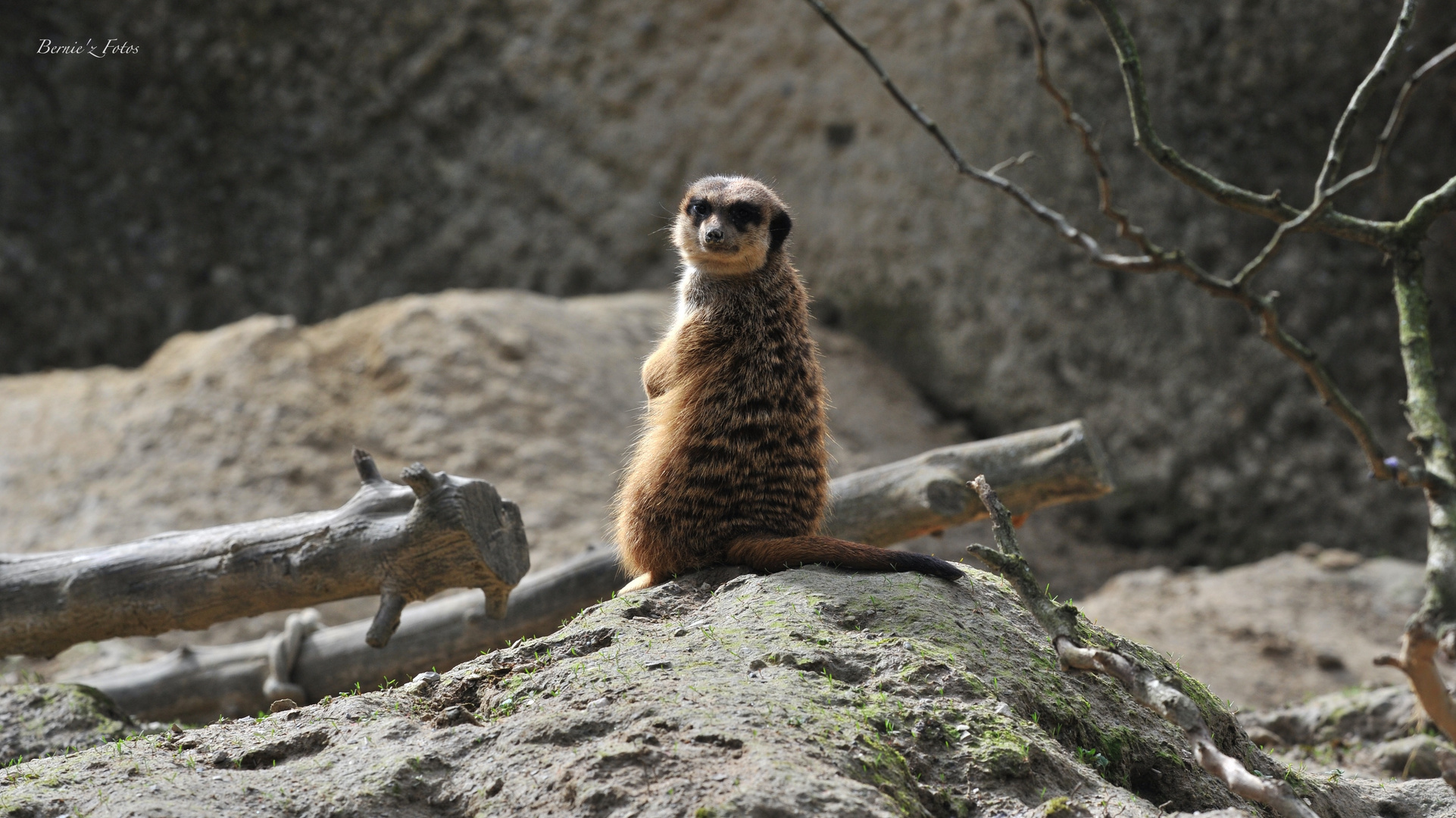 Souris Kate !   (Suricate)