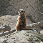 Souris Kate !   (Suricate)