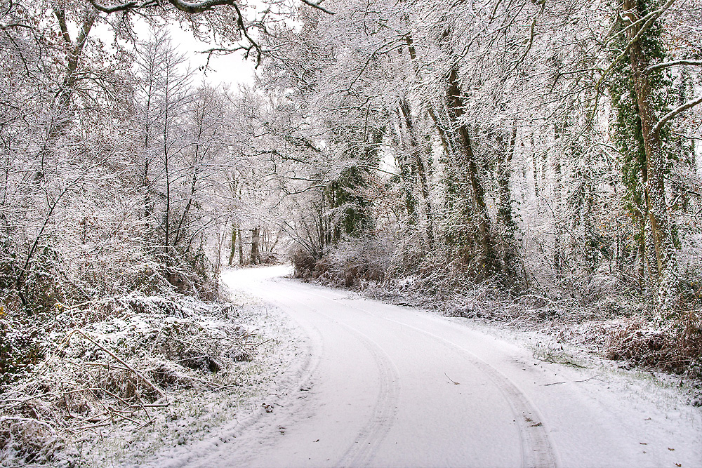 Sous - bois