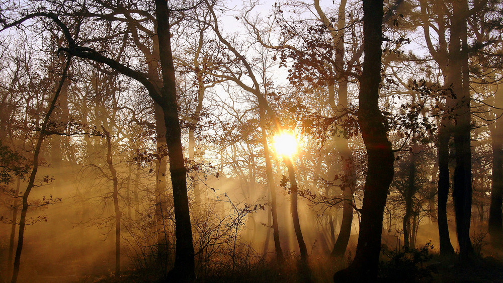 Sous-bois