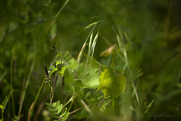 Sous-bois..